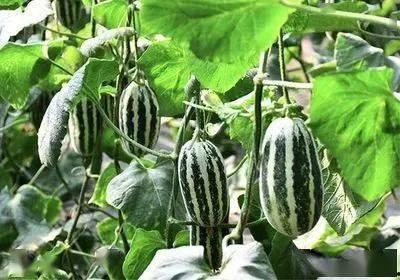 蜜瓜怎么弄肉吃的视频大全,视频大全教你轻松解锁美味秘诀