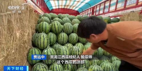 来武庄吃瓜视频,揭秘乡村生活趣味瞬间