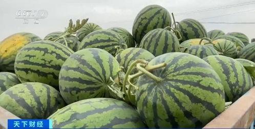 来武庄吃瓜视频,揭秘乡村生活趣味瞬间