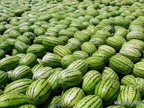 来武庄吃瓜视频,揭秘乡村生活趣味瞬间