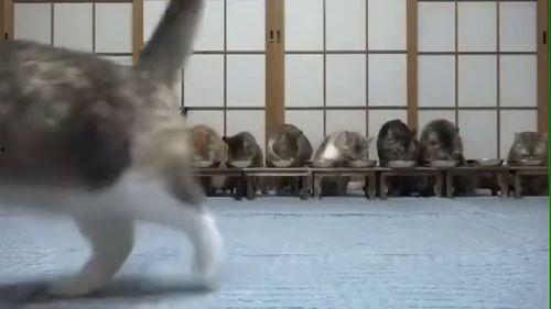 马奶奶吃瓜小视频,趣味横生的乡村生活瞬间