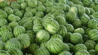 乾隆地里吃瓜视频,揭秘古代皇家生活趣事