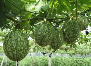 吊瓜怎么做成早餐吃的视频,家常美味新选择