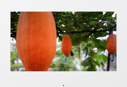 吃瓜的好吃视频素材下载,揭秘热门吃瓜视频背后的下载攻略