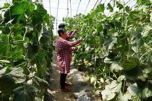 吃瓜群众视频制作方法,轻松上手，轻松娱乐