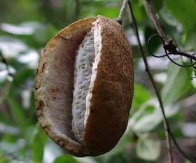 凯里吃八月瓜的视频,探寻民间美味之旅