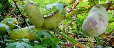 凯里吃八月瓜的视频,探寻民间美味之旅