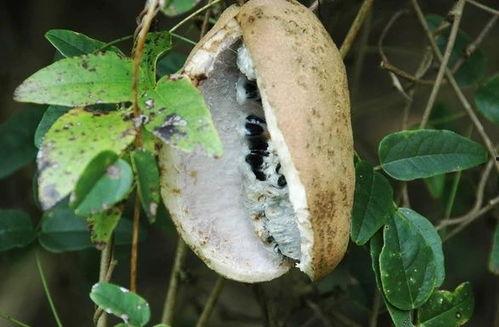 凯里吃八月瓜的视频,探寻民间美味之旅