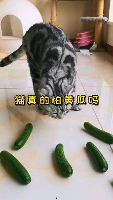 吃瓜猫视频素材库,趣味横生的猫咪瞬间，带你领略萌宠魅力