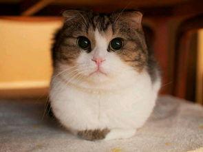 吃瓜猫视频素材库,趣味横生的猫咪瞬间，带你领略萌宠魅力