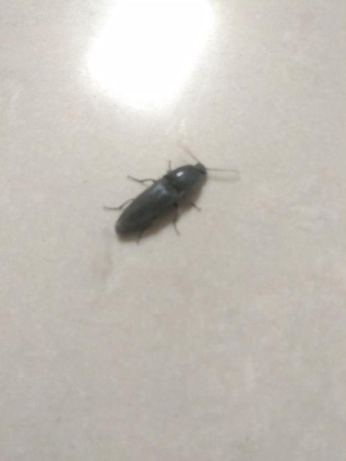 吃小瓜虫的生物图片视频,生物图片视频中的生态奇观