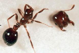 吃小瓜虫的生物图片视频,生物图片视频中的生态奇观