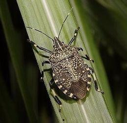 吃小瓜虫的生物图片视频,生物图片视频中的生态奇观