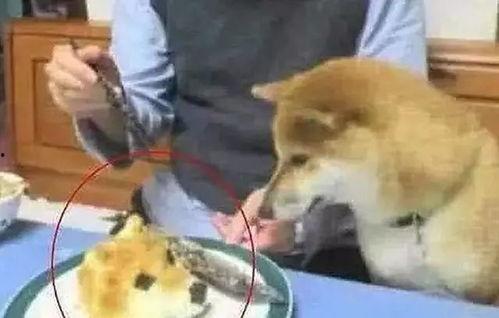 狗头君吃瓜视频播放下载,热门播放下载背后的故事