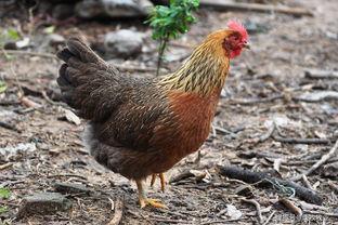 鸡瓜值得吃吗有毒吗视频,值得品尝还是谨慎为妙？