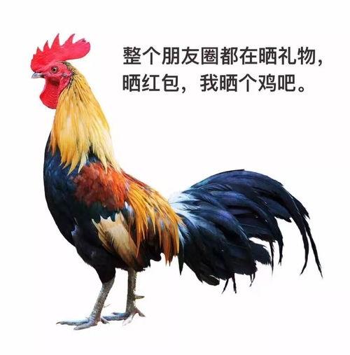 鸡瓜值得吃吗有毒吗视频,值得品尝还是谨慎为妙？