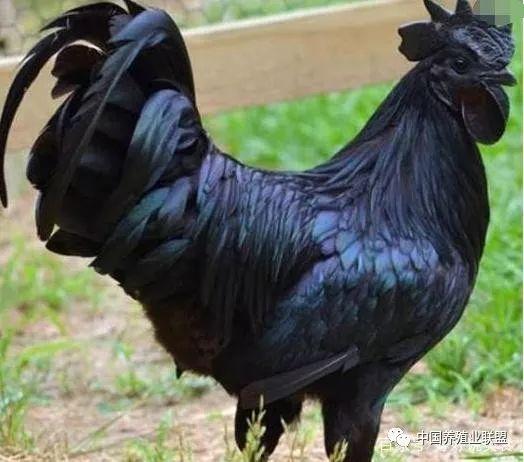 鸡瓜值得吃吗有毒吗视频,值得品尝还是谨慎为妙？