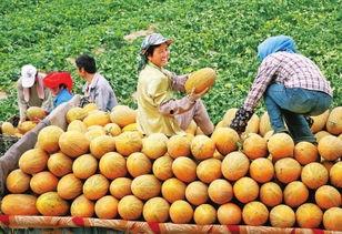 河南援疆吃瓜视频,一场别开生面的吃瓜盛宴