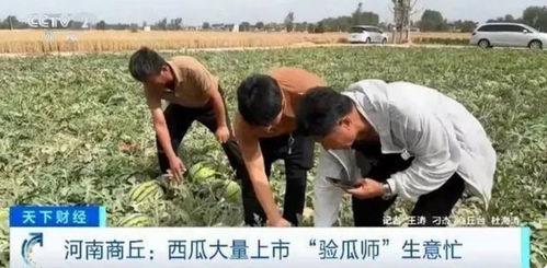 河南援疆吃瓜视频,一场别开生面的吃瓜盛宴