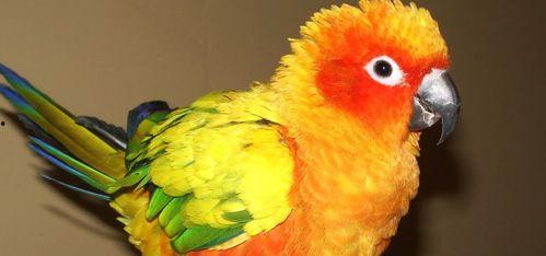 鹦鹉吃红瓜视频大全,趣味视频大盘点