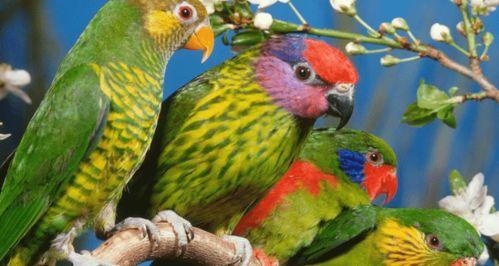 鹦鹉吃红瓜视频大全,趣味视频大盘点