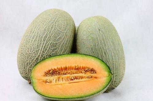 驴吃哈密瓜视频大全,哈密瓜视频大全趣味盘点