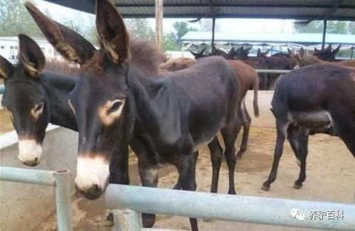 驴吃哈密瓜视频大全,哈密瓜视频大全趣味盘点
