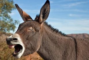 驴吃哈密瓜视频大全,哈密瓜视频大全趣味盘点