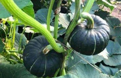 求网红吃瓜视频大全,全网热门网红吃瓜视频大盘点