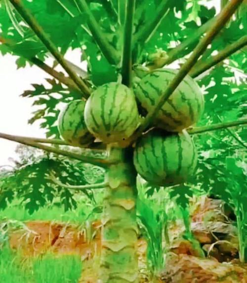 软树瓜怎么吃最好吃视频,视频教你如何吃出最佳口感