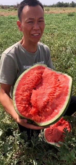 吃瓜颜色视频在线观看,在线观看趣味视频，轻松了解瓜界奥秘