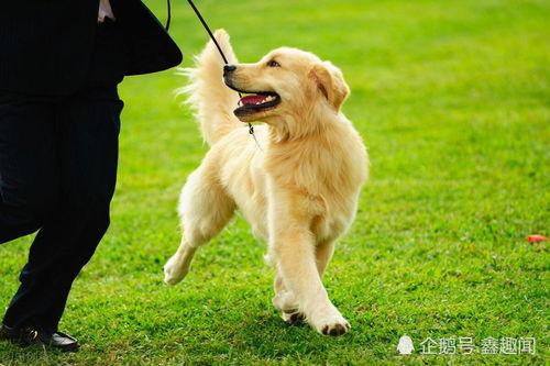 金毛可以吃凉瓜吗视频讲解,金毛犬适宜食用凉瓜的揭秘与注意事项