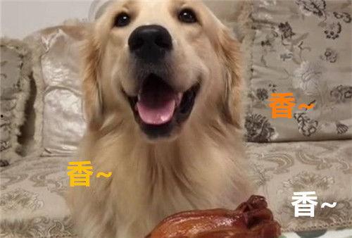 金毛可以吃凉瓜吗视频讲解,金毛犬适宜食用凉瓜的揭秘与注意事项