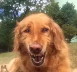 金毛可以吃凉瓜吗视频讲解,金毛犬适宜食用凉瓜的揭秘与注意事项