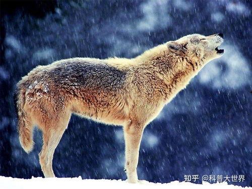 吃瓜狼有换装嘛视频大全,趣味视频大全盘点