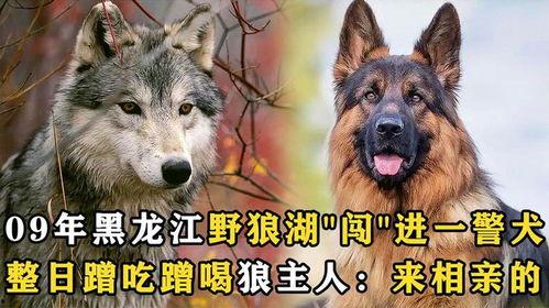 吃瓜狼有换装嘛视频大全,趣味视频大全盘点