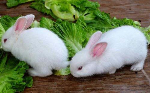 兔子吃不吃白瓜呢视频讲解,兔子是否喜爱白瓜的揭秘