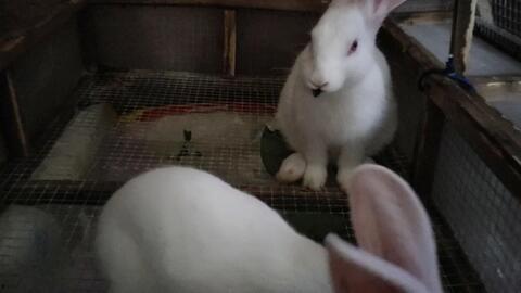 兔子吃不吃白瓜呢视频讲解,兔子是否喜爱白瓜的揭秘