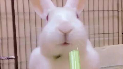 网红兔兔吃瓜视频,揭秘娱乐圈幕后真相