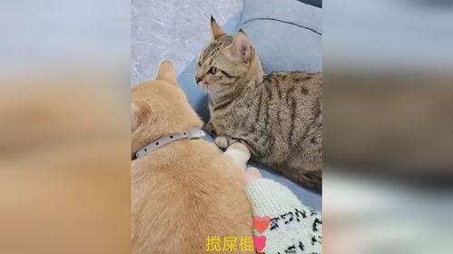 别人打架大哥吃瓜视频,大哥悠闲吃瓜，围观打架成热门视频