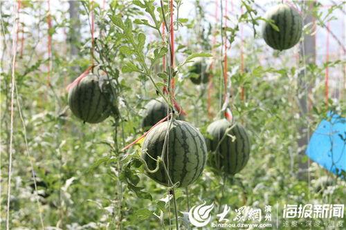 棉湖公园吃瓜事件视频播放,视频曝光引发社会热议