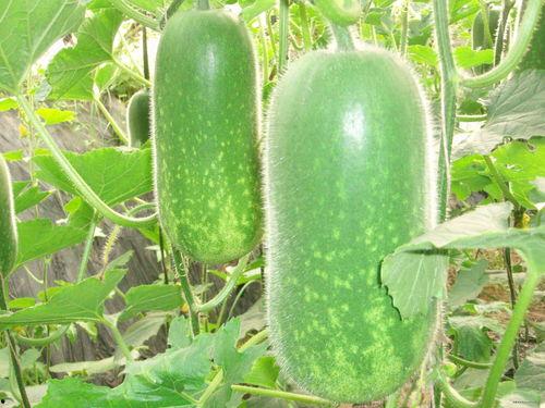 讲吃瓜的顺口溜大全视频,顺口溜大全视频解析