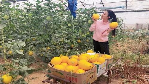 蒲城吃瓜事件视频最新,一场引发热议的网络风波