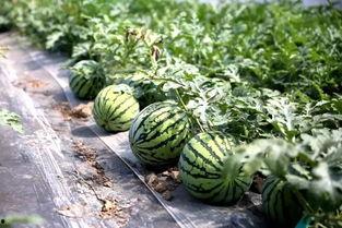 西美吃瓜视频在线观看,带你领略网络热点的魅力瞬间