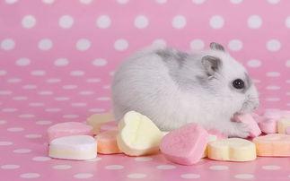 小仓鼠吃瓜解暑的故事视频,夏日清凉小趣事