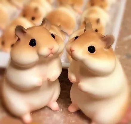 小仓鼠吃瓜解暑的故事视频,夏日清凉小趣事