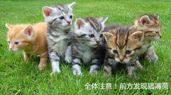 小猫可以吃瓜饼吗视频教程,猫咪美食新尝试