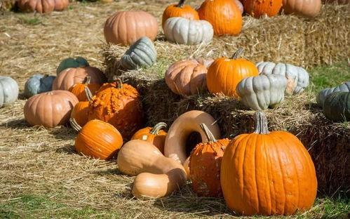 群众一路吃瓜视频下载,揭秘群众视频下载背后的故事