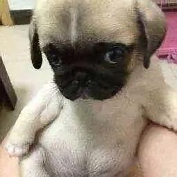 小狗吃土瓜好吗视频教程,宠物健康饮食揭秘