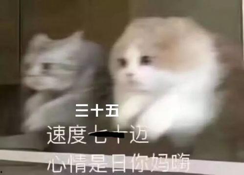 给你们吃瓜视频